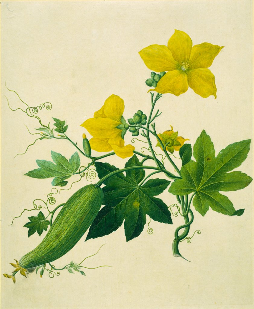 Detail of Singkwa Towel Gourd by Unknown