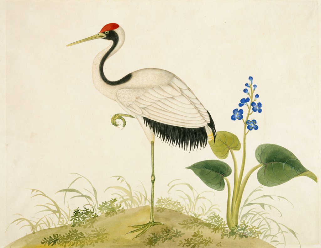 Detail of Red-crowned crane by Unknown