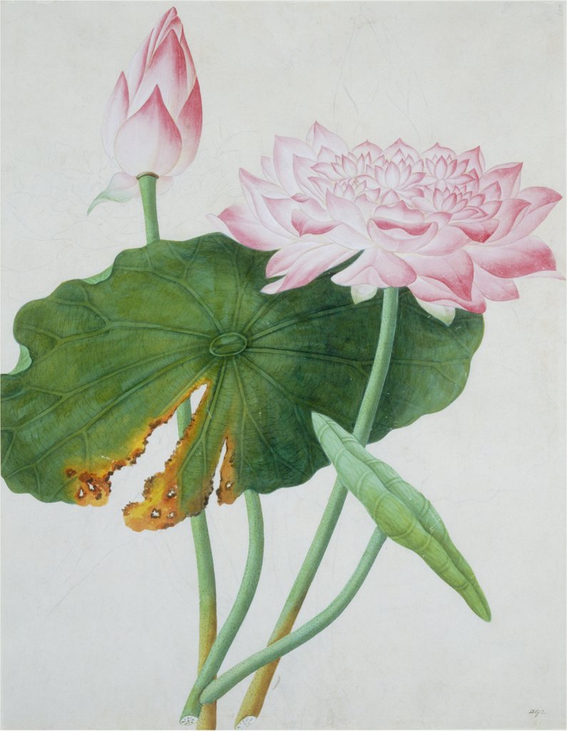 Detail of Lotus. Guangzhou, China, c.1800-1840 by Unknown