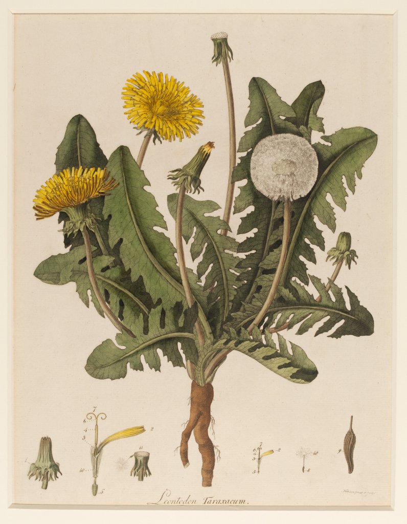 Detail of Dandelion by William Kilburn