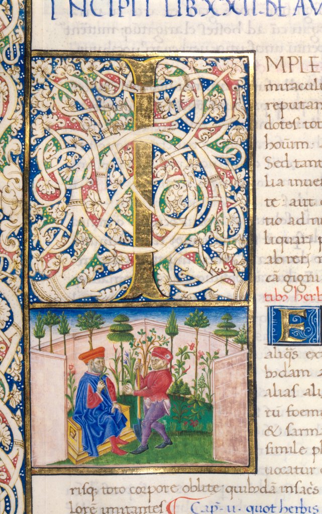 Detail of Initial I from Pliny`s Natural History by Pliny the Elder