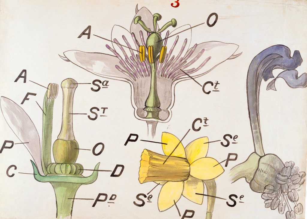 Detail of Nectaries by Christopher Dresser
