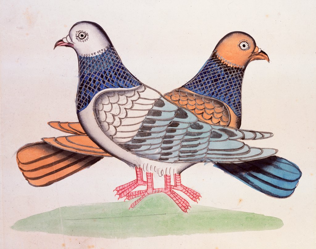 Detail of A pair of pigeons illustrating the proverb As Alike as Two Pigeons. Calcutta, India, early 19th century by Unknown