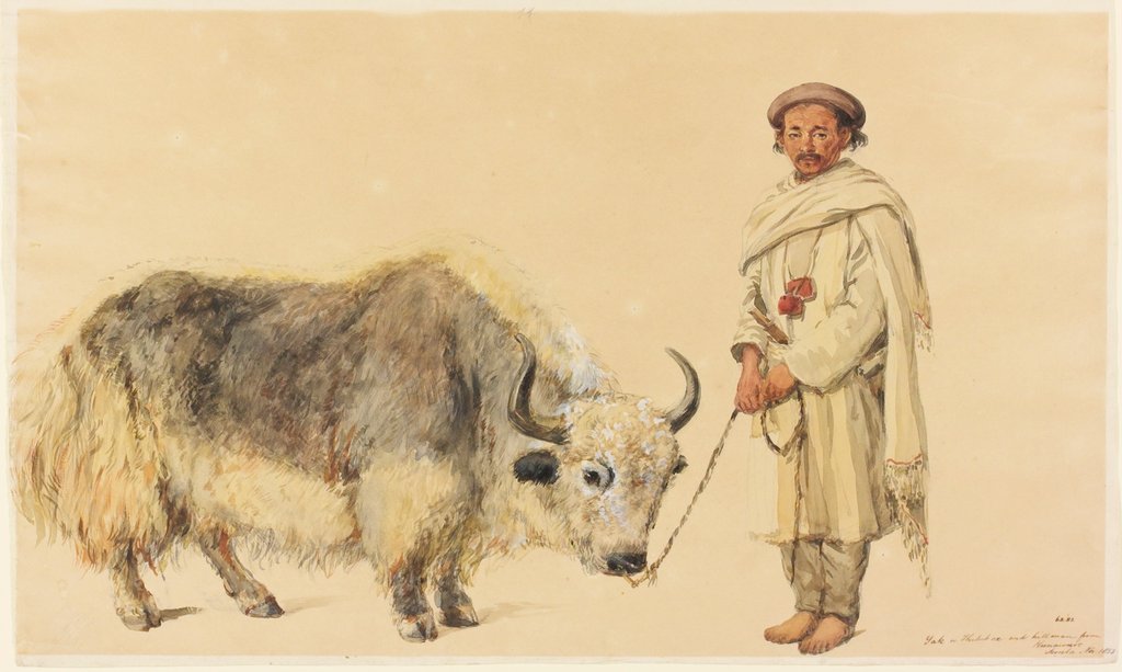 Detail of Tibet Ox and Man from Kunawur by William Carpenter