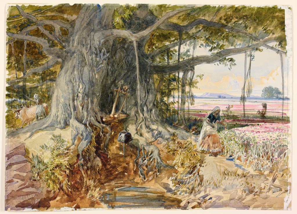 Detail of Harvesting opium from poppies under the branches of a banyan tree by William Simpson