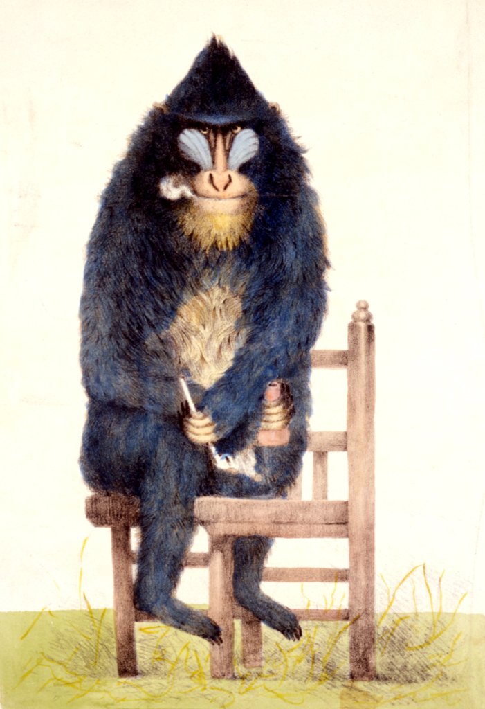 Detail of The Mandrill at the Royal Menagerie in the King's Mews by N. Jones