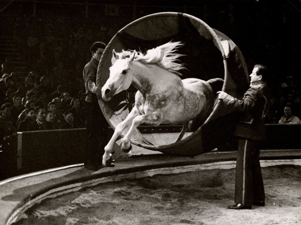 Detail of Liberty Horse in Bertram Mills' Circus by Baron Nicholas de Racozcy
