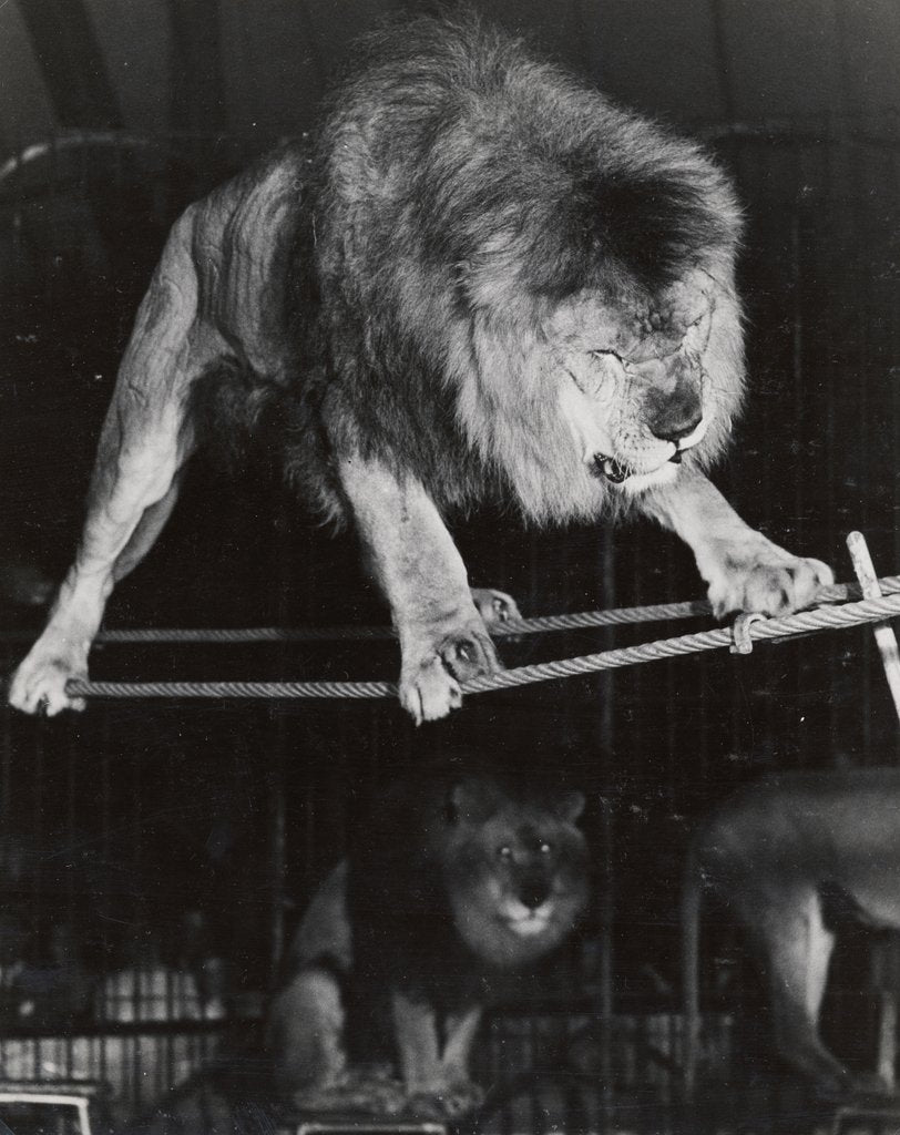 Detail of Negus the Lion in Bertram Mills' Circus by Baron Nicholas de Racozcy