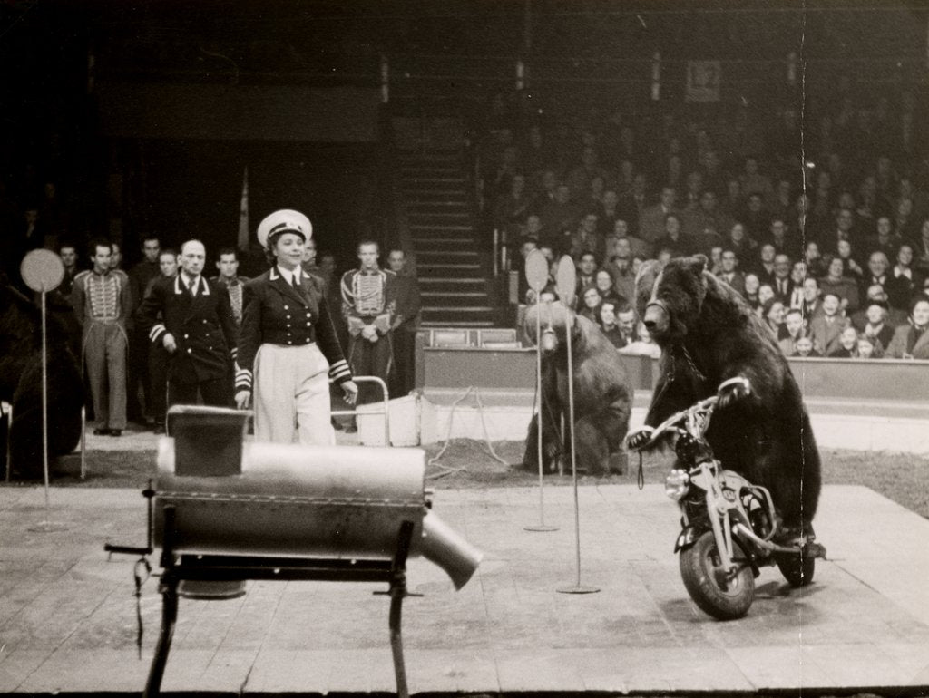 Detail of Gulden's Bears in Bertram Mills' Circus by Baron Nicholas de Racozcy