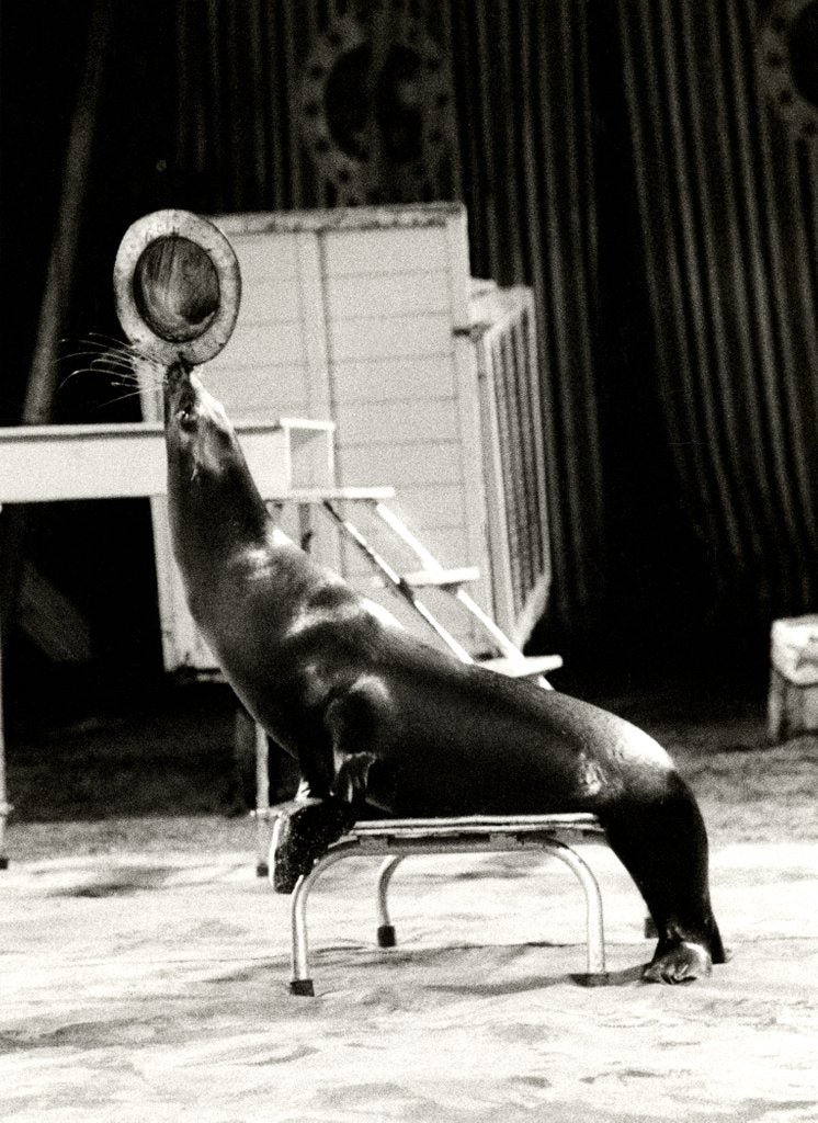 Detail of Scott's Californian Sea Lions at the Gerry Cottle's Circus by Anonymous