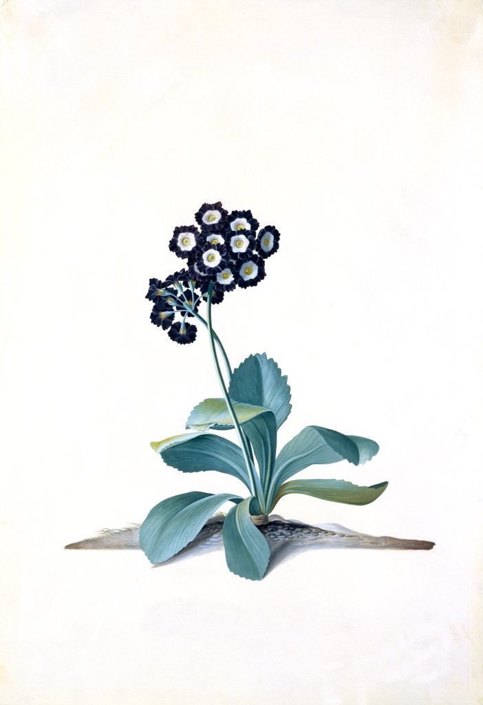 Detail of Primula by Georg Dionysus Ehret