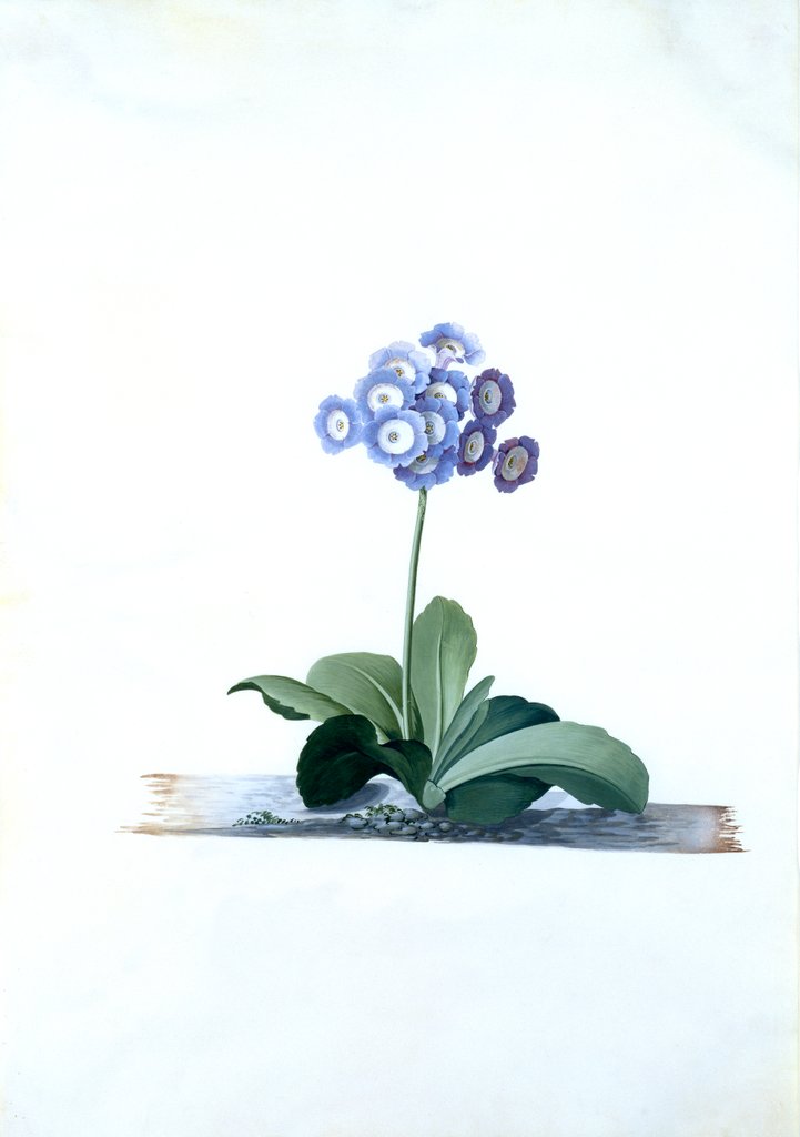 Detail of Primula, Fille Amoureuse by Georg Dionysus Ehret