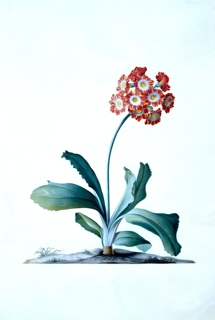 Detail of Botanical illustration - Primula, Moltens Glory of England by Unknown