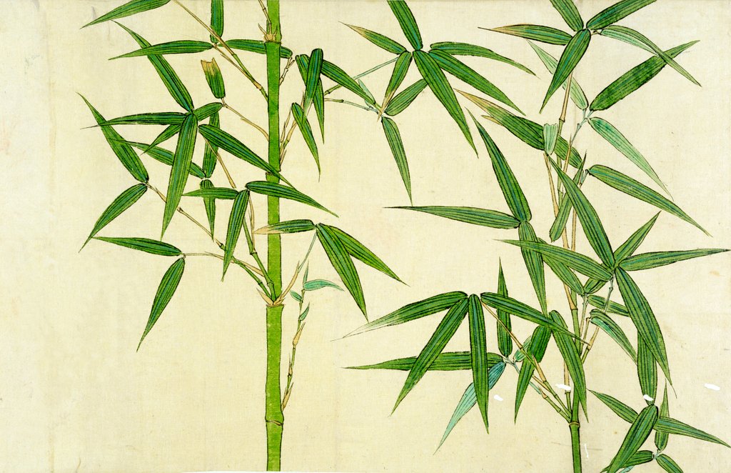Detail of Bamboo by Unknown