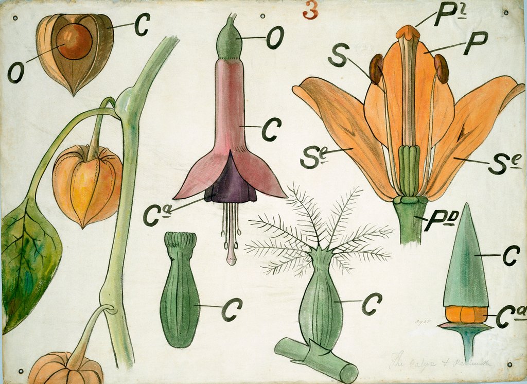 Detail of Diagram illustrating Lectures on Botany by Christopher Dresser