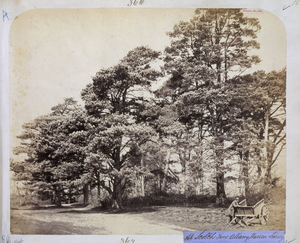 Detail of Scotch Firs, Albany Warren by Charles Thurston Thompson