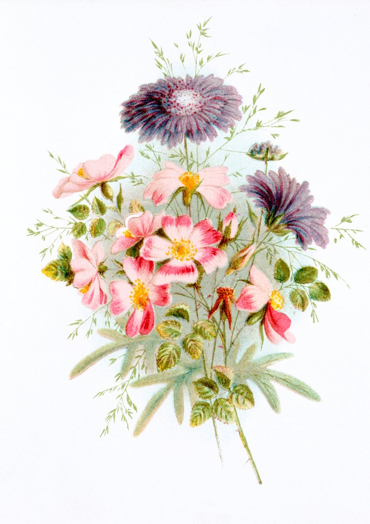 Detail of Sweet Briar and Field Scabious. London, England, late 19th century by Unknown