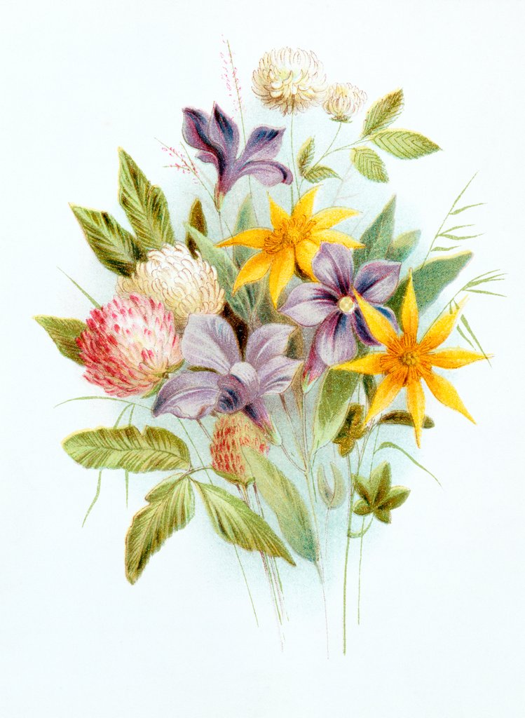 Detail of Clover and Lesser Periwinkle. London, England, late 19th century by Unknown