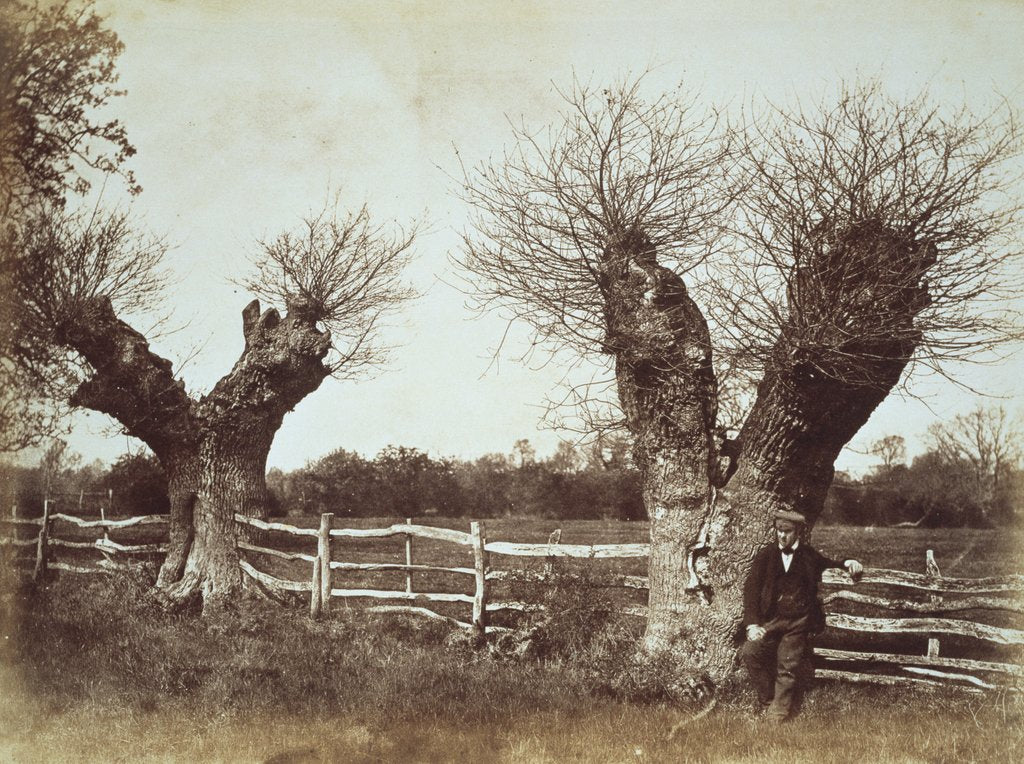 Detail of Hedgerow Trees by Benjamin Brecknell Turner