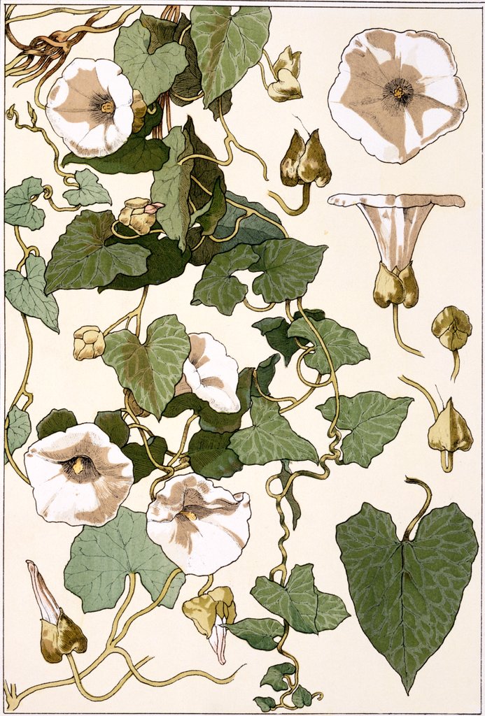 Detail of Bind Weed by Eugène Samuel Grasset
