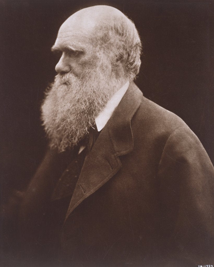 Detail of Charles Darwin by Julia Margaret Cameron