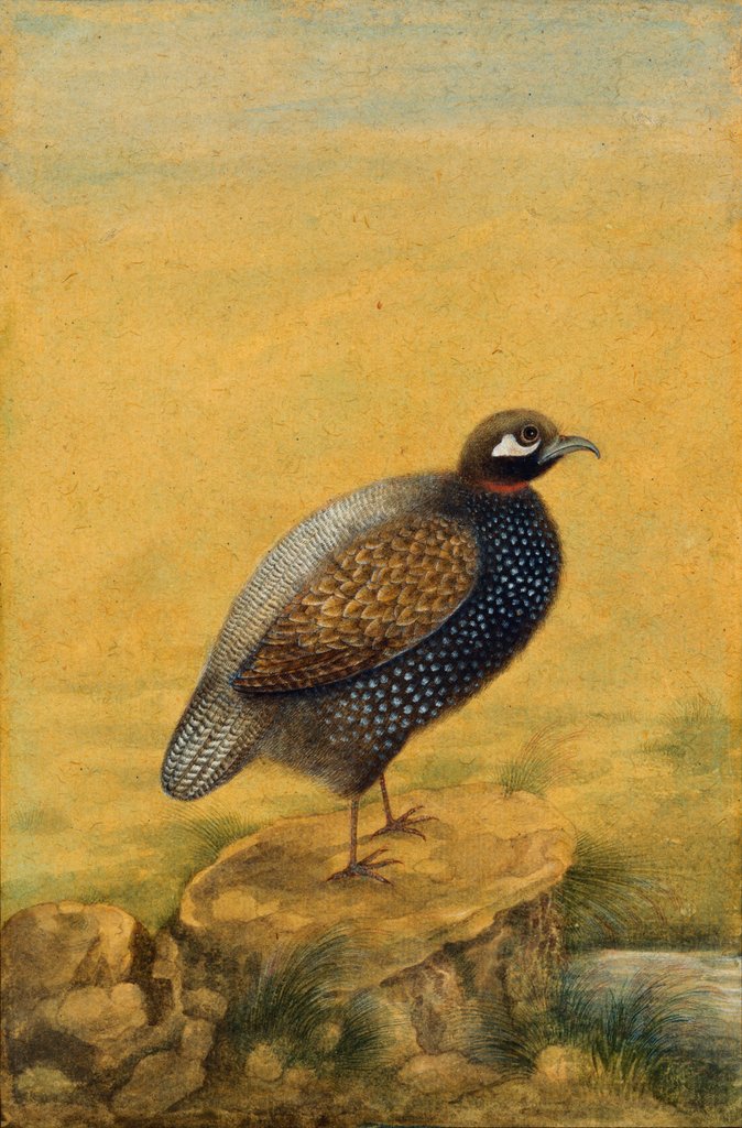 Detail of Guinea fowl. India, early 20th century by Unknown