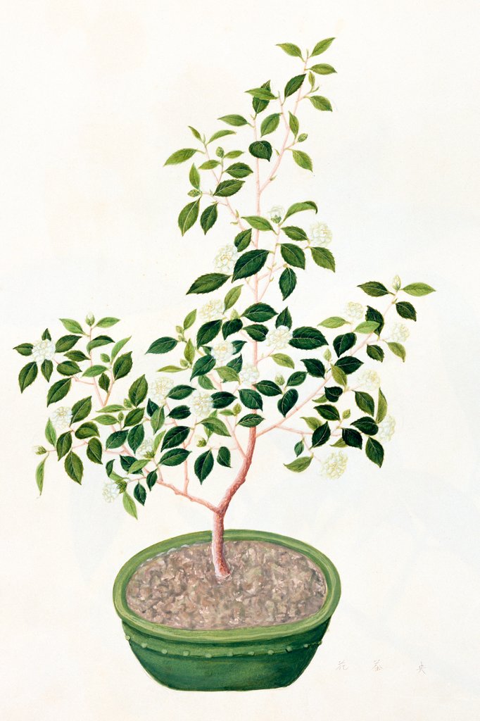Detail of Flowering Tea Plant. China, early 19th century by Unknown