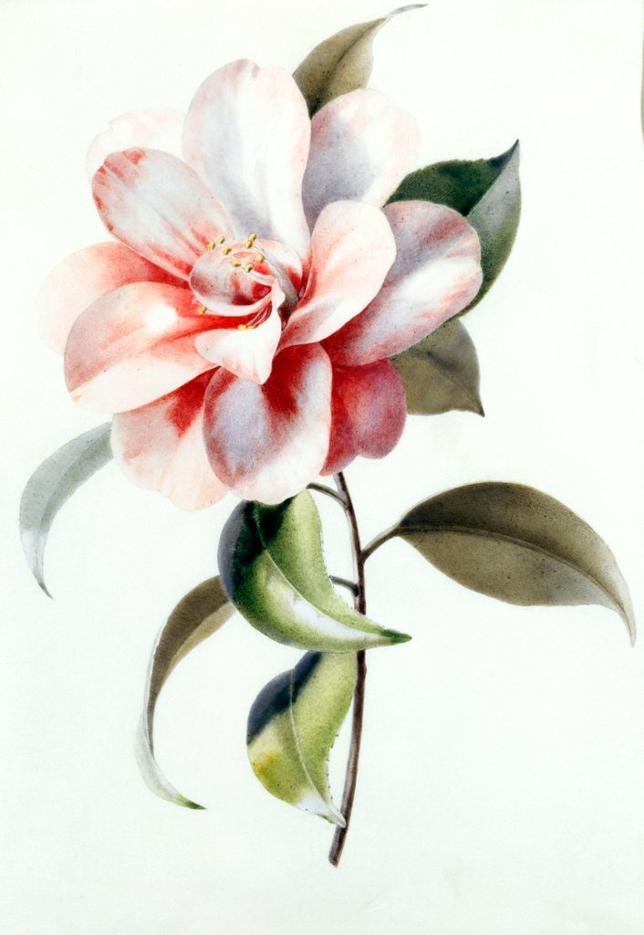 Detail of Camellia by Unknown