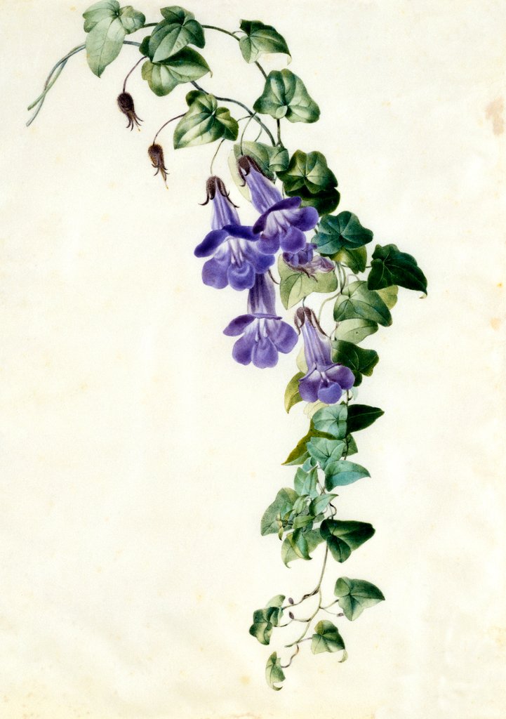 Detail of Trumpet shaped flowers by Unknown