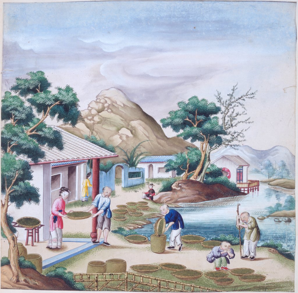 Detail of Drying tea by Unknown