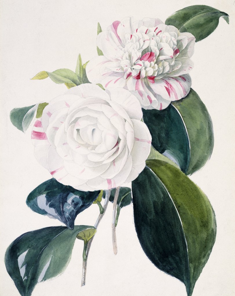 Detail of Camelia by Samuel Holden