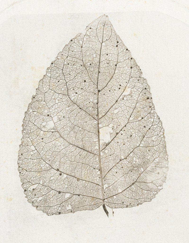 Detail of Skeleton Leaf by W.C. Aitken