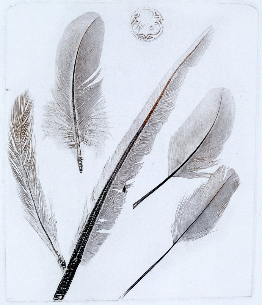 Detail of Feathers by W.C. Aitken