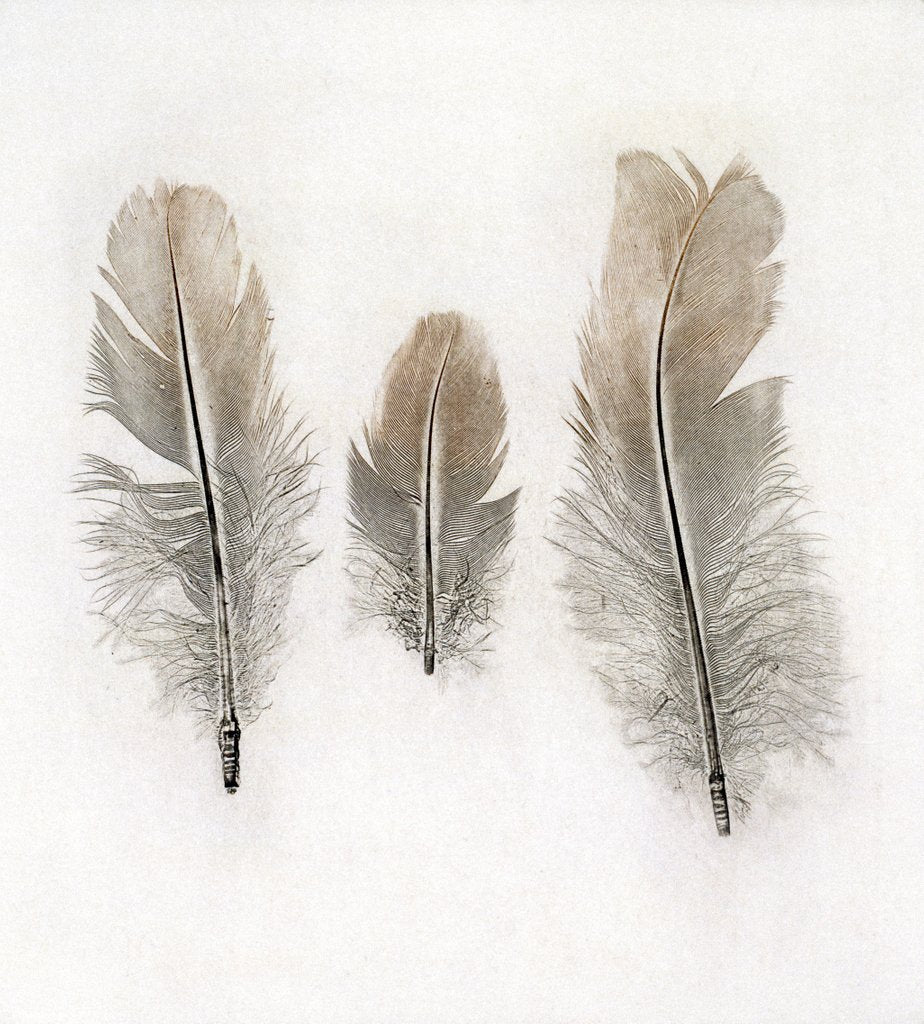 Detail of Feathers by W.C. Aitken