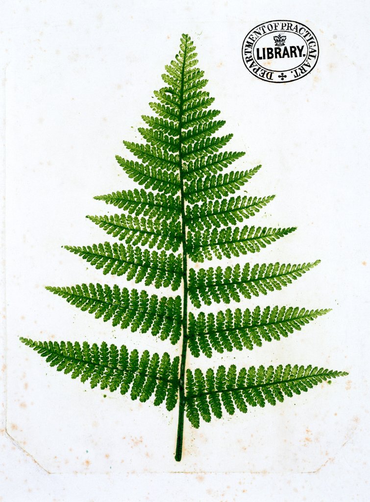 Detail of Fern by William Bradbury and Millet Evans