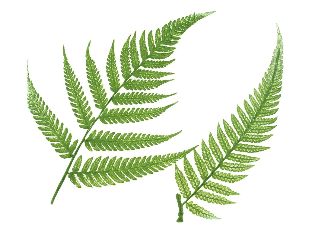 Detail of Ferns by William Bradbury and Millet Evans