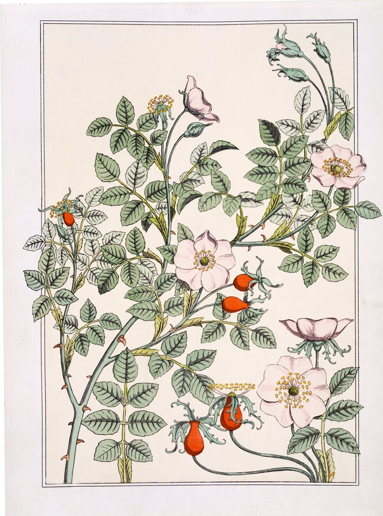 Detail of Wild Rose by Eugène Samuel Grasset