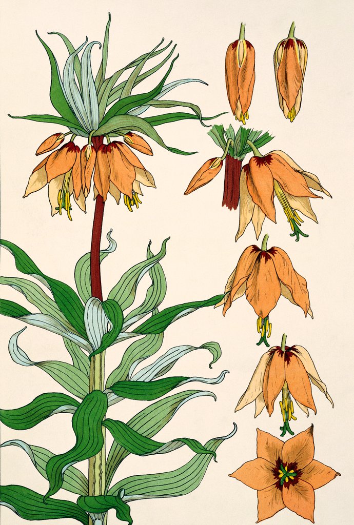 Detail of Crown Imperial by Eugene Samuel Grasset