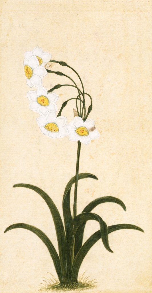 Detail of Narcissus plant. Mughal, India, late 17th century by Unknown