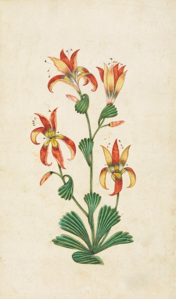 Detail of A flowering plant. India, 17th century by Unknown