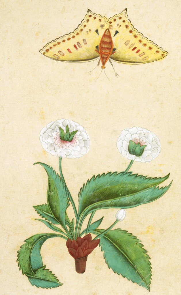 Detail of White flowers and a butterfly. India, 18th century by Unknown