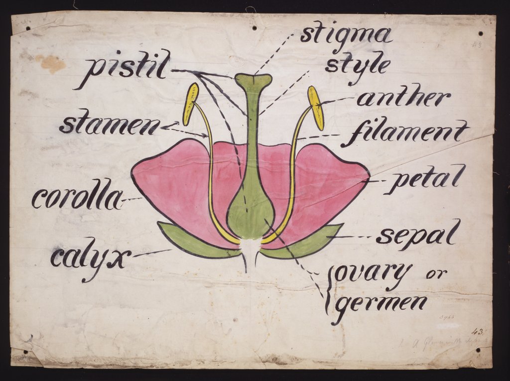 Detail of Cross-section through a rose by Christopher Dresser