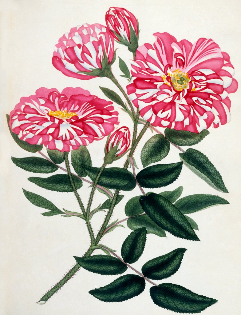 Detail of Rosa Gallica by Anonymous