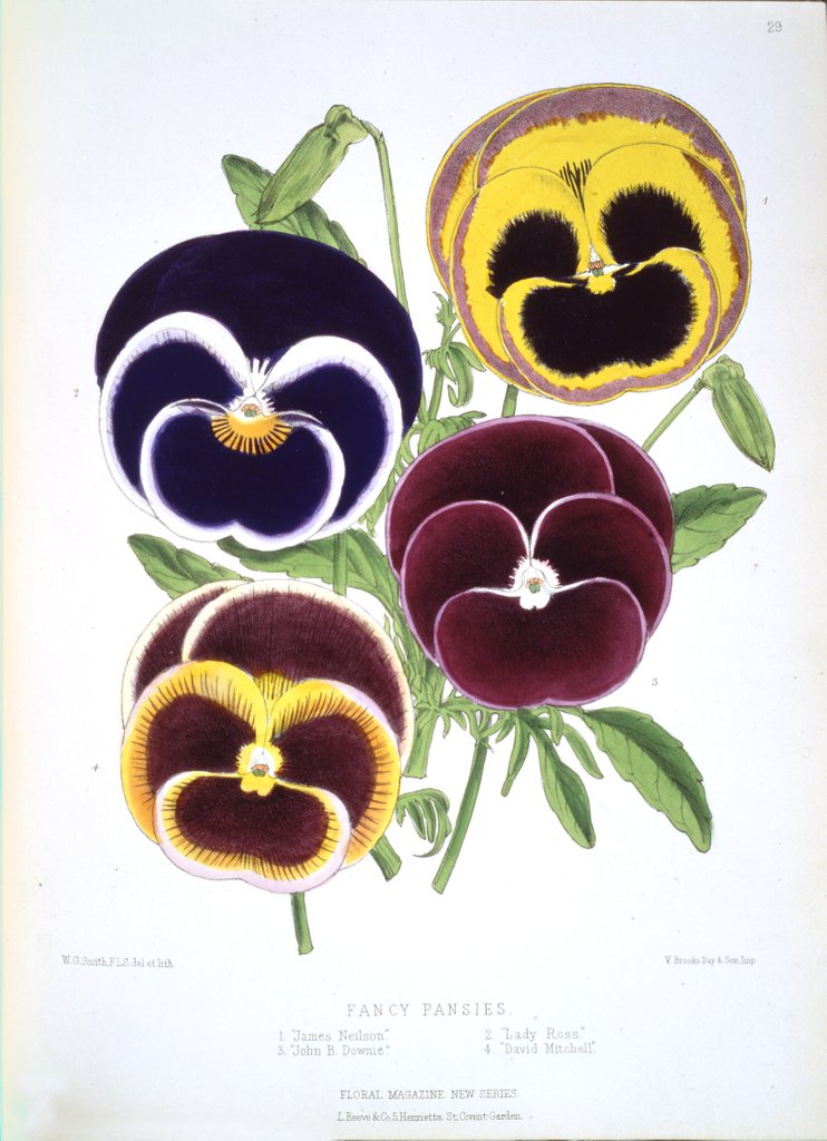 Detail of Fancy Pansies, published in Floral Magazine by Anonymous