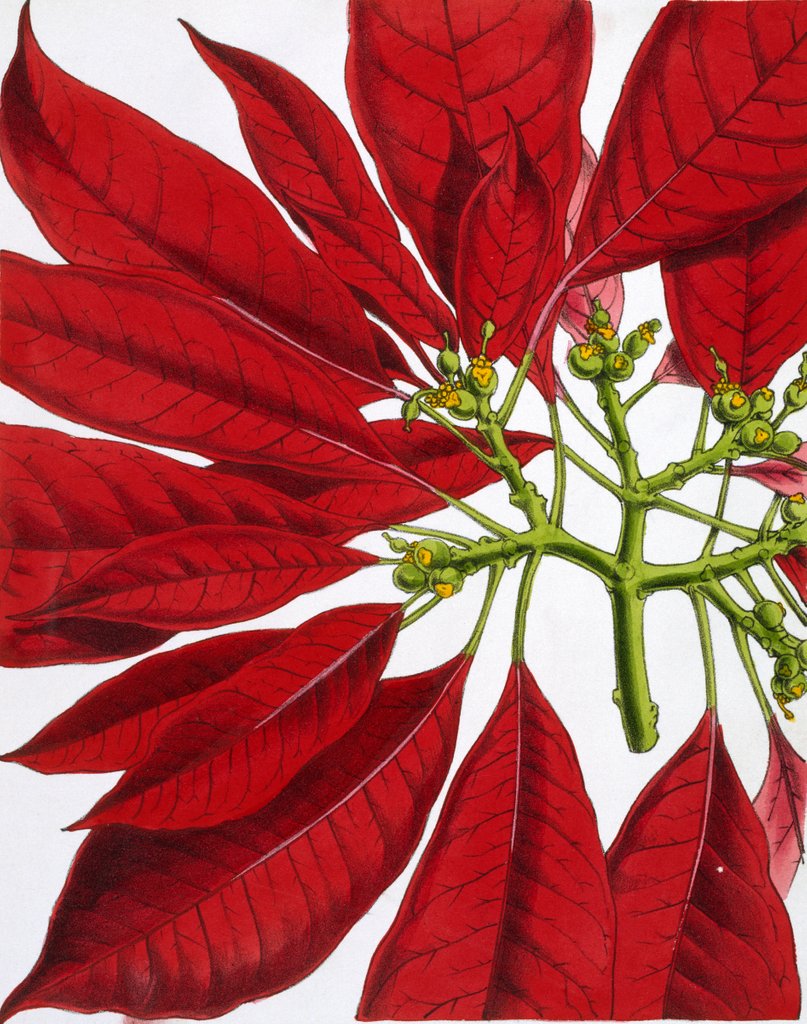 Detail of Poinsettia Pulcherrima. London, England, 1873 by Anonymous