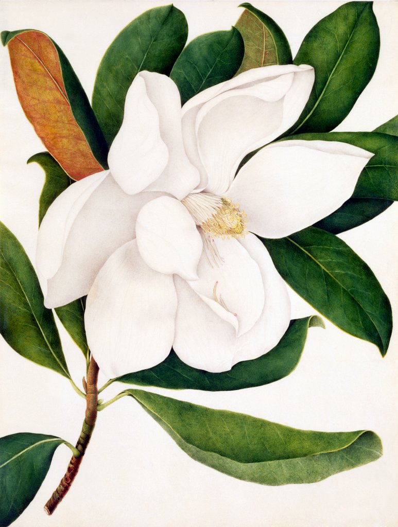 Detail of Magnolia Grandiflora by Unknown