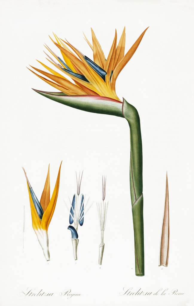 Detail of Plate on P.66 from Les Liliacees Vol.2 Strelitzia Reginae by Anonymous