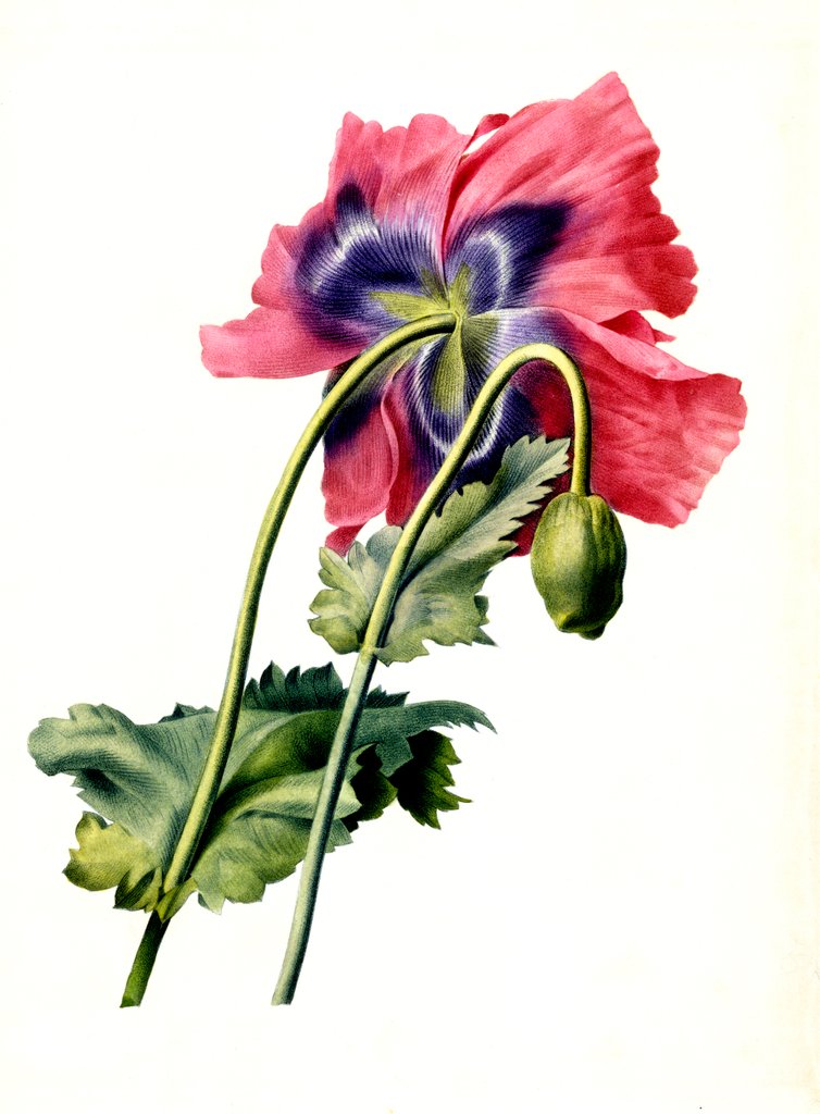 Detail of Papaver by Anonymous