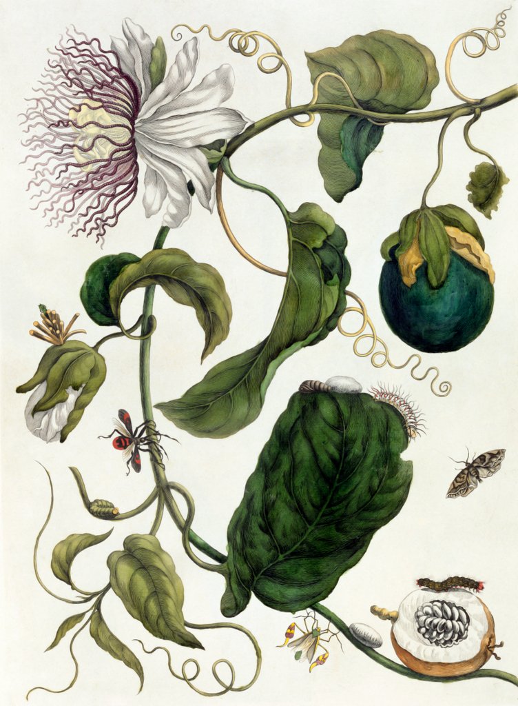 Detail of Passion Flower by Anonymous