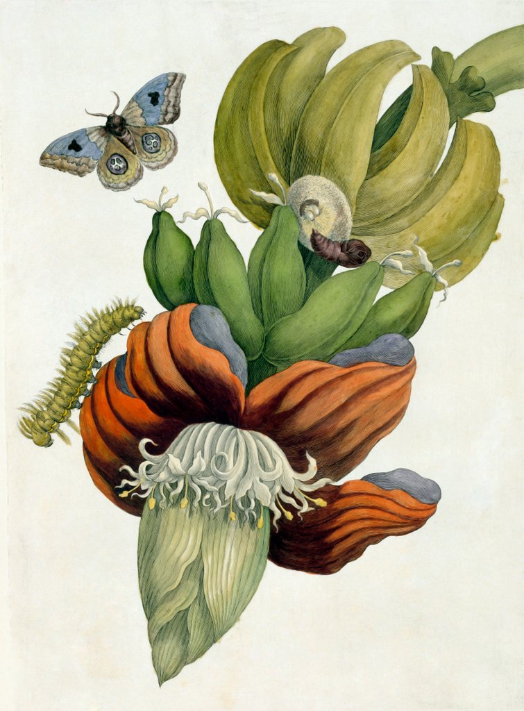 Detail of Banana Flower by Anonymous